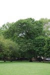 Japanese elm